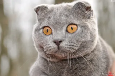 Скоттиш-фолд (Шотландская вислоухая кошка) - «Тупой любимый пушистый  вредный родной кошак» | отзывы