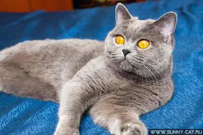 Кошка британская короткошерстная Агидель SunRay, окрас голубой - SunRay