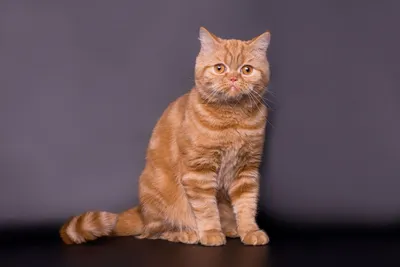 Шотландская кошка прямоухая рыжая - 86 фото