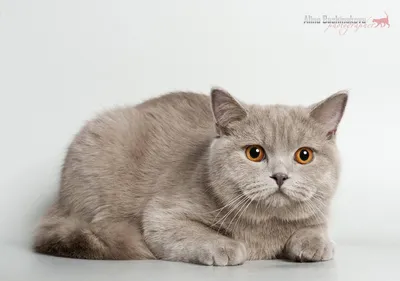Порода кошек шотландская скоттиш страйт - 80 фото
