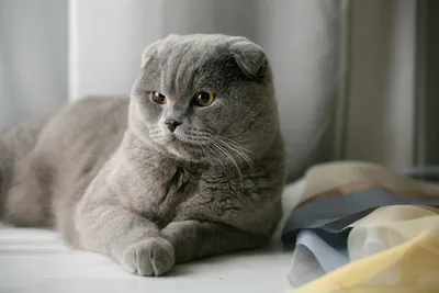 Серый вислоухий кот - 49 фото