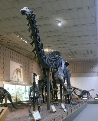 Бронтозавр — Википедия