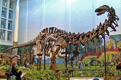 Гигантских бронтозавров достали со «свалки видов» — Naked Science