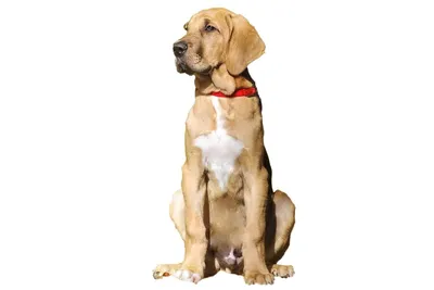 Broholmer Hund (Charakter, Ernährung, Pflege) | Broholmer hund, Hunde,  Hunderassen