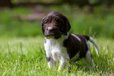 Брохольмер: характер и описание породы | Royal Canin