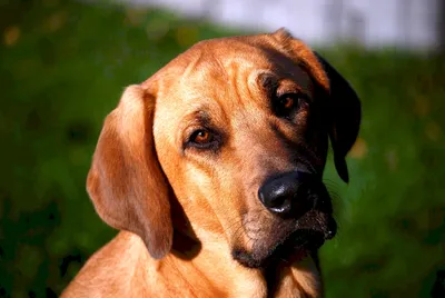 Собака с висячими ушами (36 лучших фото)