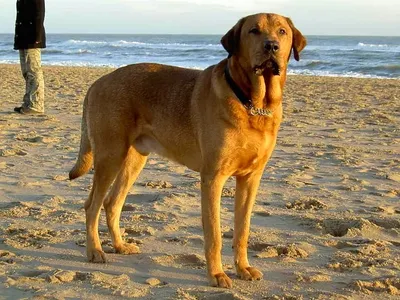 Большая рыжая собака (50 лучших фото)