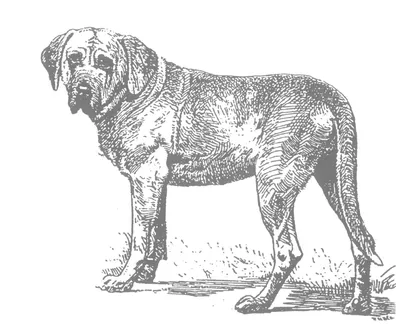 Брохольмер: стандарт породы, особенности ухода и содержания датской собаки,  полезные советы и фото