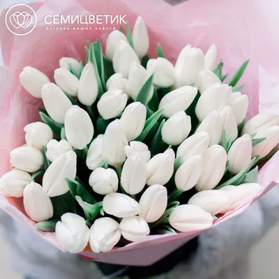 Букет из 51 белого тюльпана купить в СПб в интернет-магазине Семицветик✿