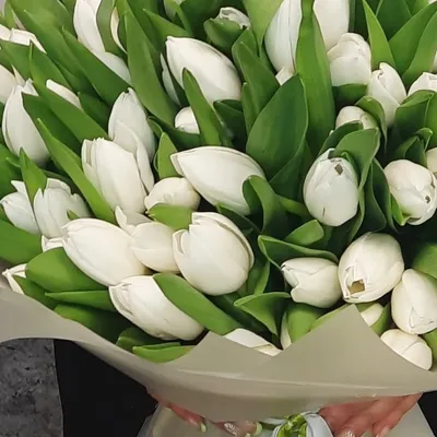 Большой букет белых тюльпанов – купить с бесплатной доставкой в Москве