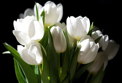 Белые тюльпаны - 43 фото