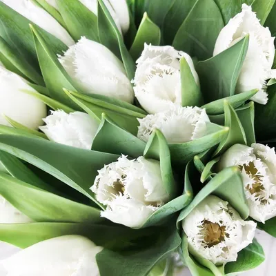 Букет 51 махровый белый тюльпан купить с доставкой в СПб