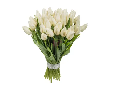 Купить Букет из 35 белых тюльпанов в Екатеринбурге за 3500 //  интернет-бутик цветов