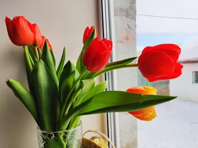 Тюльпаны на окне - 62 фото
