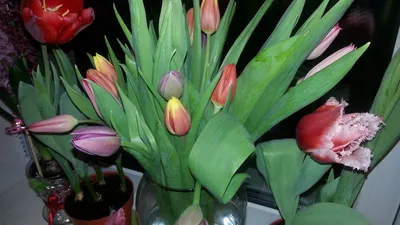 Выбор тюльпанов к 8 марта: чтоб стояло в каждом доме - Today.ua