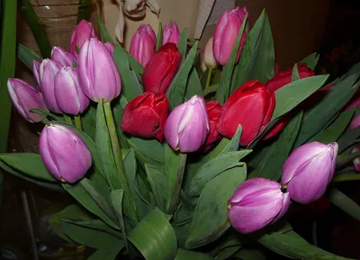 Фото тюльпанов дома (96 фото) » НА ДАЧЕ ФОТО