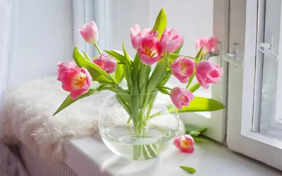 Как сохранить свежесть срезанных тюльпанов?
