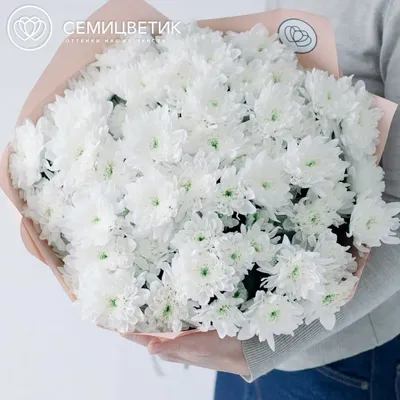 Букет из 15 белых кустовых хризантем купить в СПб в интернет-магазине  Семицветик✿