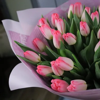 Букет цветов — тюльпаны (55 шт). Купить. Магазин «Цветочное изобилие»
