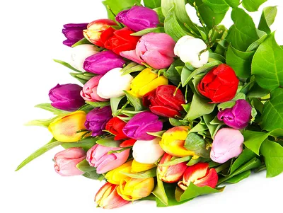 Заказать букет тюльпанов Липецк, свежие цветы