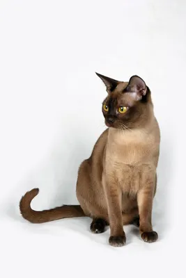 Бурманские кошки и котята - Burmakoff - питомник бурманских кошек Москва