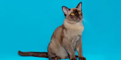 Бурма — Burmese cat, BUR, Shorthair | Котомир