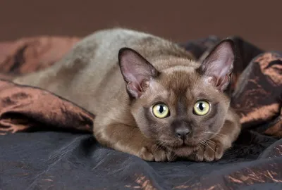 Ее величество Бурма: несколько интересностей о бурманской кошке | Pets2.me  | Дзен