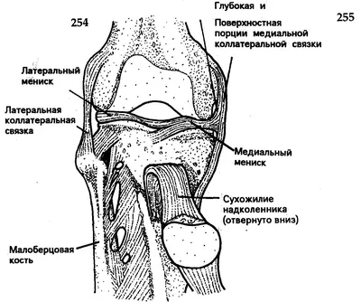Боль в коленном суставе: причины и лечение| Клиника Temed