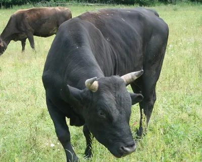 Куплю быков, вес быка, быки производители