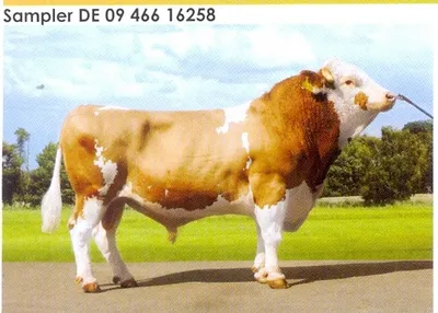 Семя быка Самплер-М Германия - ТОО КазВетСнаб