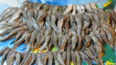 Соленая вяленая рыба бычок Как посолить и посушить азовский (черноморский)  бычок - YouTube