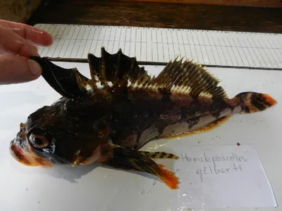 Рыба-лягушка и бычок-бабочка. Ученый из Мурманска делится фото необычных  морских обитателей | Телекомпания ТВ-21