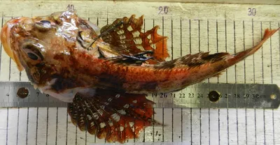 Рыба-лягушка и бычок-бабочка. Ученый из Мурманска делится фото необычных  морских обитателей | Телекомпания ТВ-21