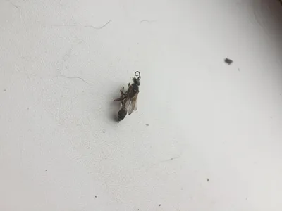 Маленькие насекомые на кухне и в ванной: как от них избавиться | WDAY