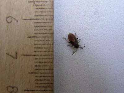 Коричневое насекомое в квартире - 26 фото: смотреть онлайн