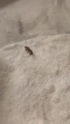 Что делать, если в вашем доме завелись насекомые-вредители - Delfi RUS