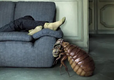 Помогите избавиться! В ящике дивана завелись какие-то насекомые. Форум  Страница 1