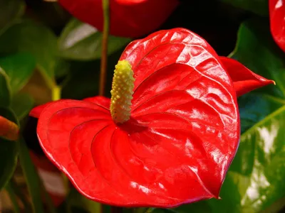 Домашний цветок «мужское счастье»: все о выращивании растения