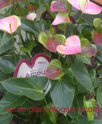 Комнатные растения для души и настроения: Антуриум (Anthurium): мужское  счастье