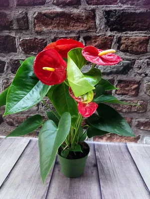 Купить Горшечное растение Антуриум An Lipstic Red (Мужское счастье), цена  370 ₴ — Prom.ua (ID#654754735)
