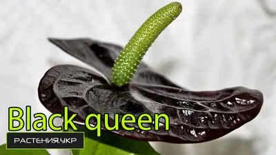 Антуриум \"black queen\" уход в домашних условиях / цветок мужское счастье -  YouTube