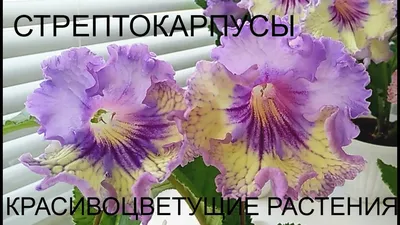 Комнатные цветы. Стрептокарпусы в СПб. - YouTube