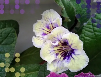 Стрептокарпус (Streptocarpus) - «Стрептокарпусы: удивительное разнообразие  форм и цветов. Моя коллекция сортов. Уход в домашних условиях. Очень много  ФОТО. 💐» | отзывы