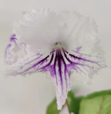 Стрептокарпус Filip - Land Flowers