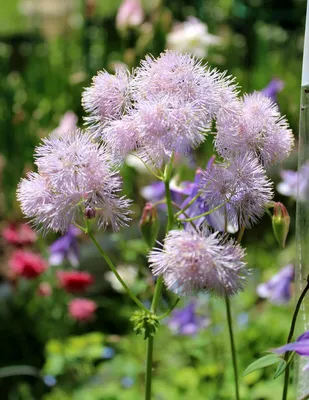 Василистник водосборолистный – нежнейший многолетний цветок | Точка  соприкосновения | Дзен