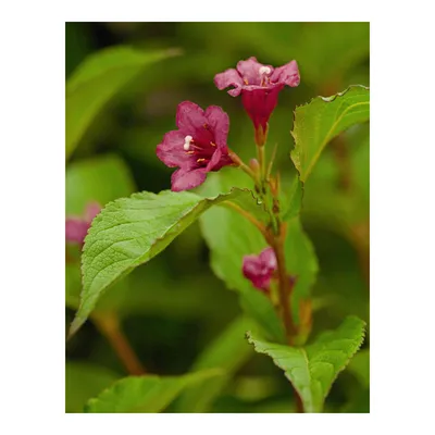 Бристоль Руби (Weigela Bristol Ruby) - сорт вейгелы, характеристики, уход,  отзывы | Сад и Куст