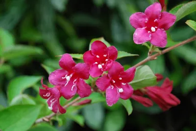Weigela flor. Bristol Ruby T17 - Rote Weigelie - Blumen Schwarz