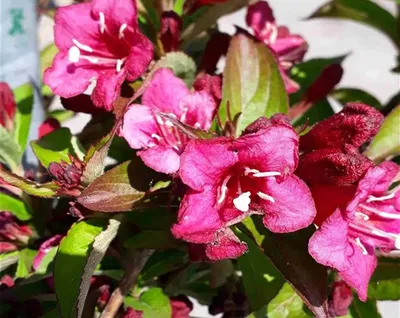 Buy Weigela Bristol Ruby | Hedging Plants from Hopes Grove Nurseries