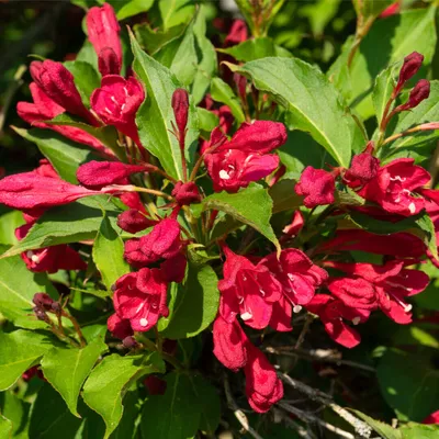 Der Rhododendron Shop von Hobbie aus Westerstede - Weigela 'Bristol Ruby',  sommergrün, Hobbie, Rhododendron, Waldpark, Westerstede