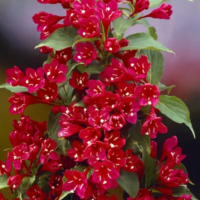 Old fashioned weigela 'Bristol Ruby' (Weigela florida 'Bristol Ruby')  Flower, Leaf, Care, Uses - PictureThis